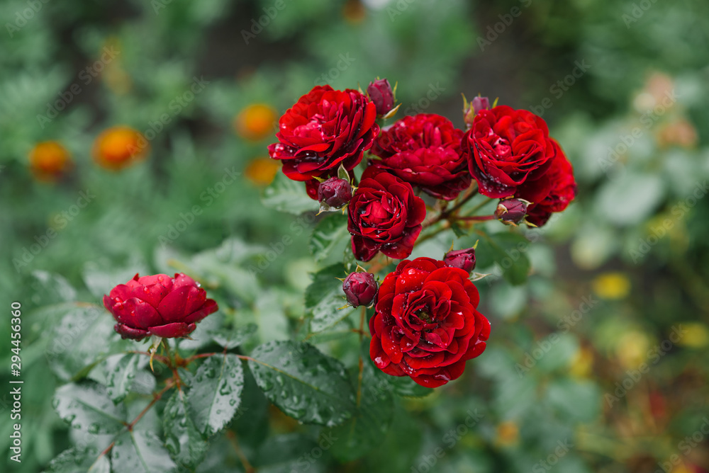 red flowers roses in the garden after the rain red flowers roses in the garden after the rain