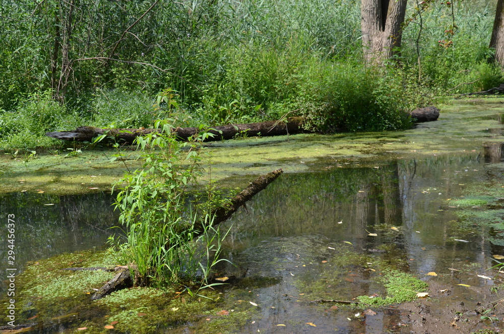The surface of the swamp with standing water The surface of the swamp with standing water