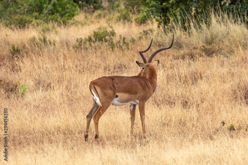 A Graceful Impala  Ol Pejeta Conservancy  Kenya  Africa