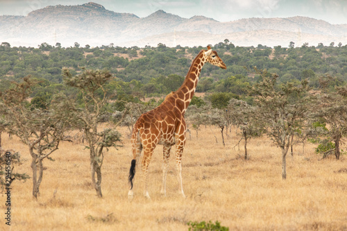 Reticulated Giraffe Near Mount Kenya, Ol Pejeta Conservancy, Kenya, Africa