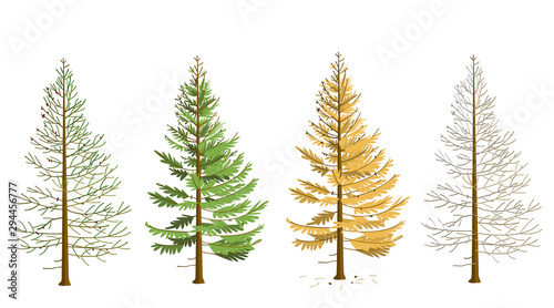Larch in four seasons. Maple in winter, spring, summer, autumn. The tree changes its appearance with the change of season. In the fall, larch needles fall.
