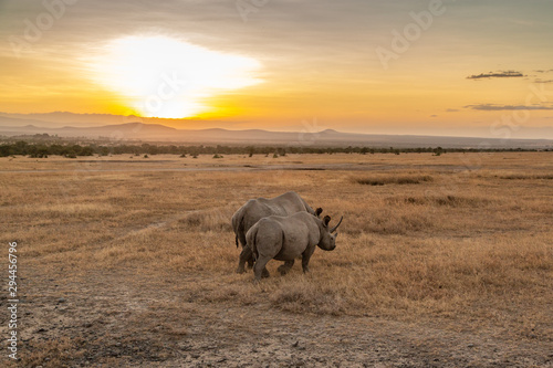 Two White Rhinos Walking Toward the Sunset  Kenya  Africa