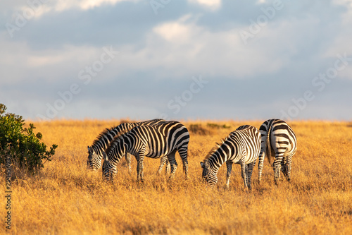 A Herd of Grevy's Zebras Grazing on Golden Grasses, Ol Pejeta Conservancy, Kenya, Africa