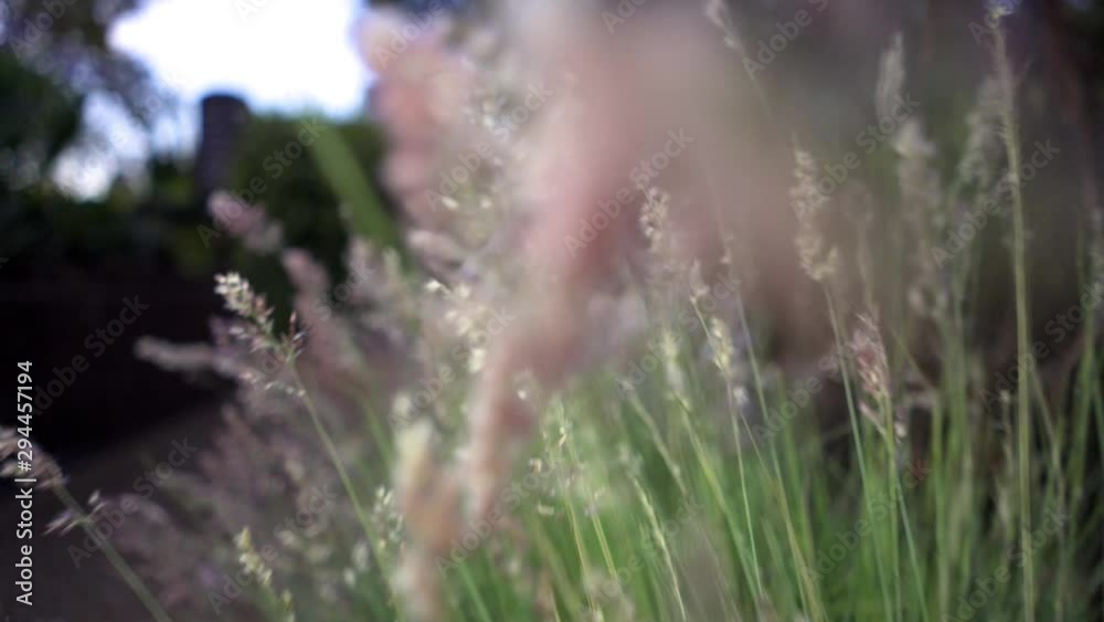 Close up shot of camera going through weeds and decorative grass in city garden outside during dusk in the evening depicting allergies from pollen and spring season.