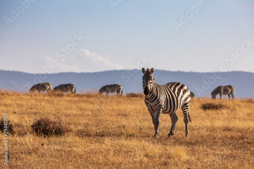 A Watchful Grevy s Zebra  Ol Pejeta Conservancy  Kenya  Africa