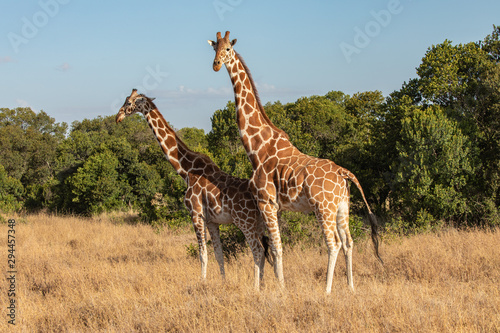Male   Female Rothschild s Giraffe Preparing to Mate  Ol Pejeta Conservancy  Kenya  Africa