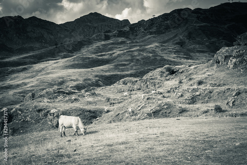 cow grazing in high peaks of pourtalet mountain pass in pyrenees, spain and france