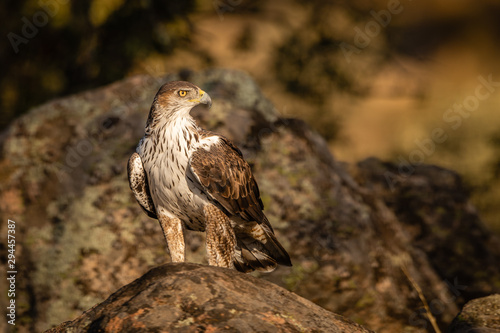 Adult Bonelli's eagle perched on a rock