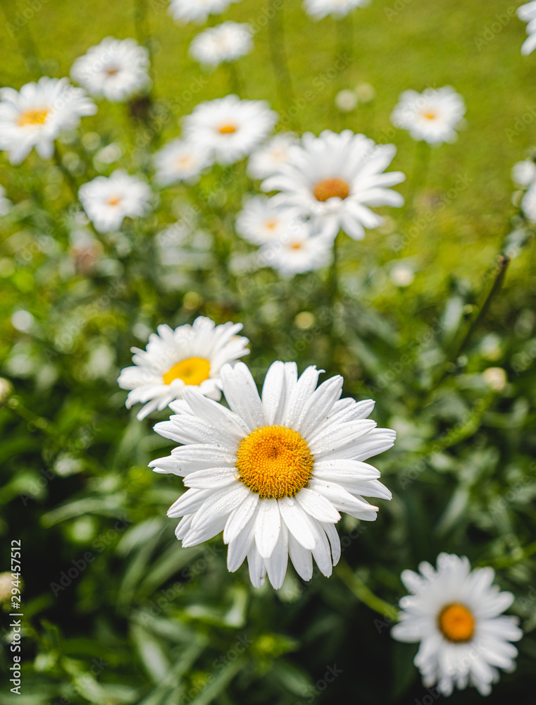 Fototapeta premium Spring daisy in the meadow