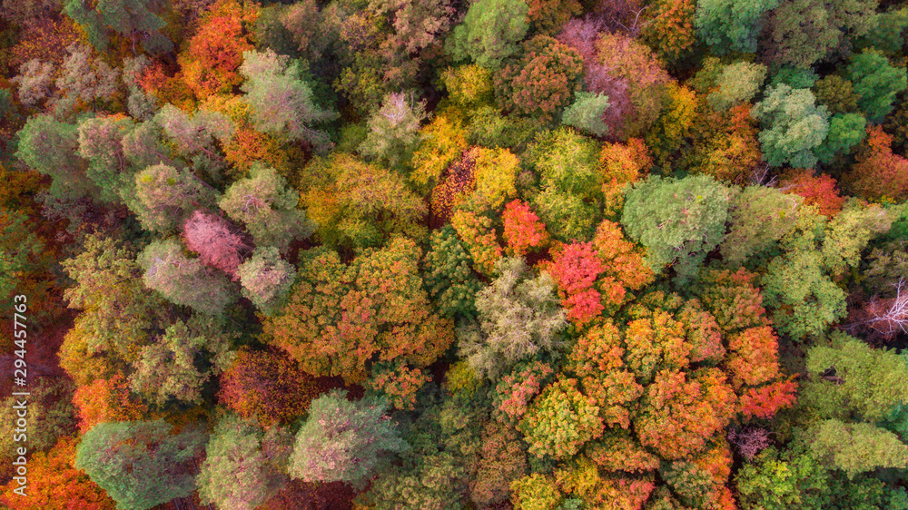 Obraz aerial veiw of colorful forest. amazing autumn background. bird's eye, drone shot