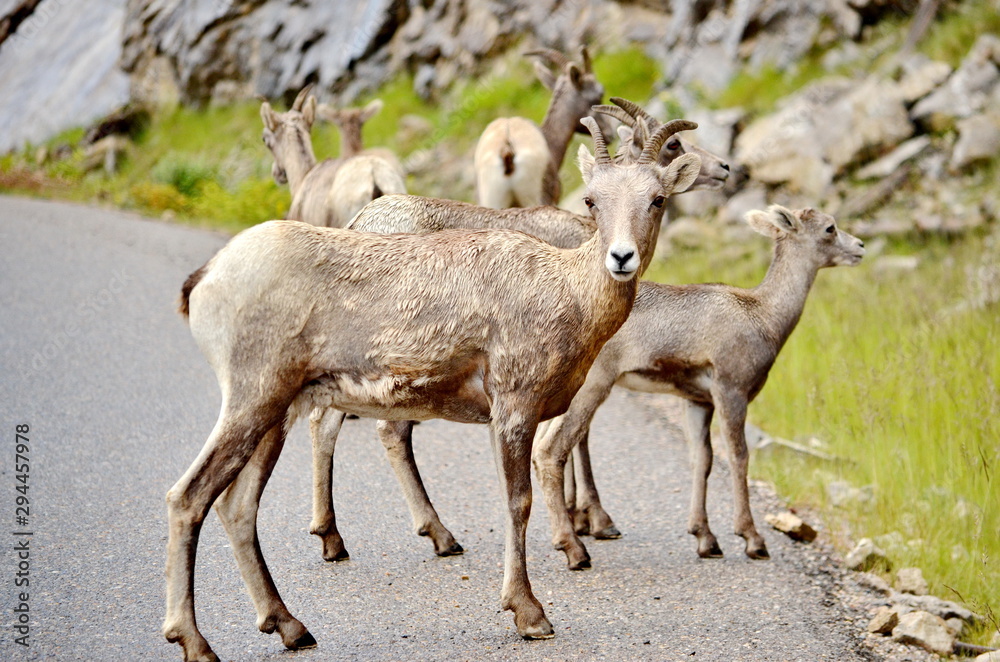 Mount Goat herd on a paved road in Jasper National Park, Alberta, Canada. Mount Goat herd on a paved road in Jasper National Park, Alberta, Canada.