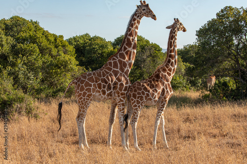 Two Reticulated Giraffes Mating in the Morning  Ol Pejeta Conservancy  Kenya  Africa