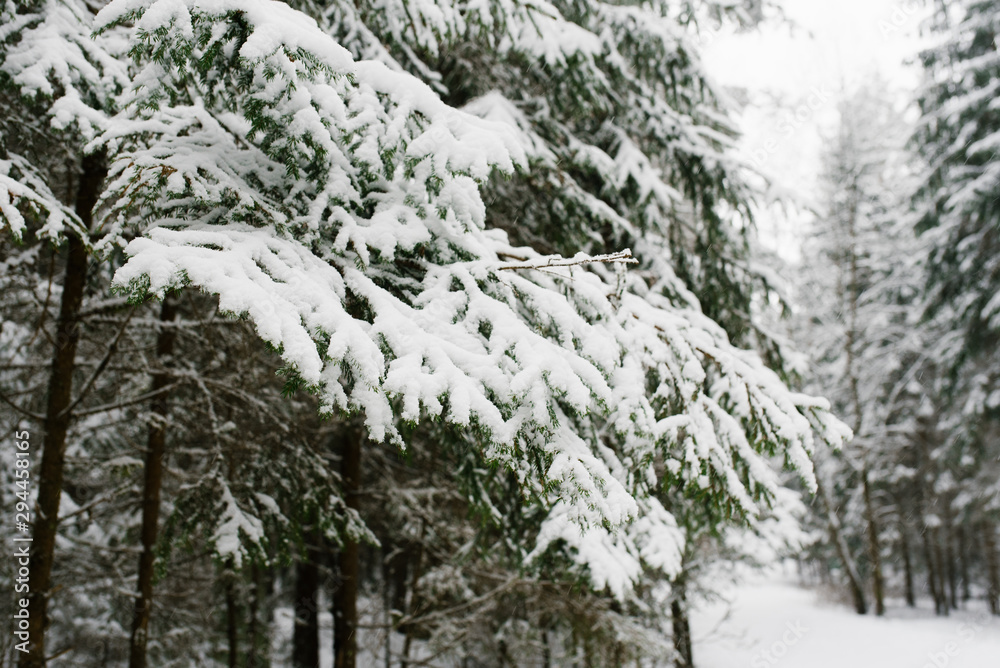Christmas tree branches under the snow in the forest