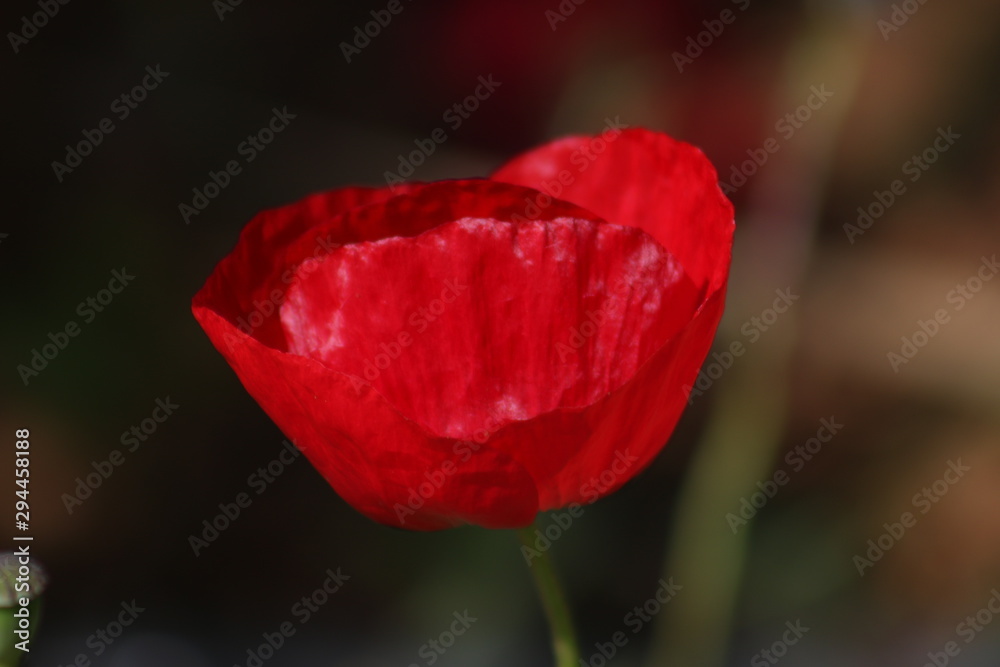 Majestic red poppy growing in the amazing spring nature of southern Greece, Peloponnese