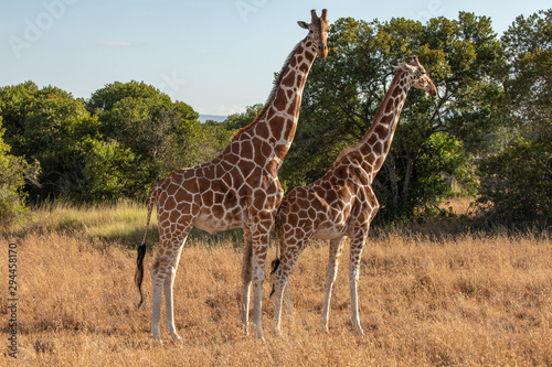 Male and Female Rothschild's Giraffe Playing the Mating Game, Ol Pejeta Conservancy, Kenya, Africa