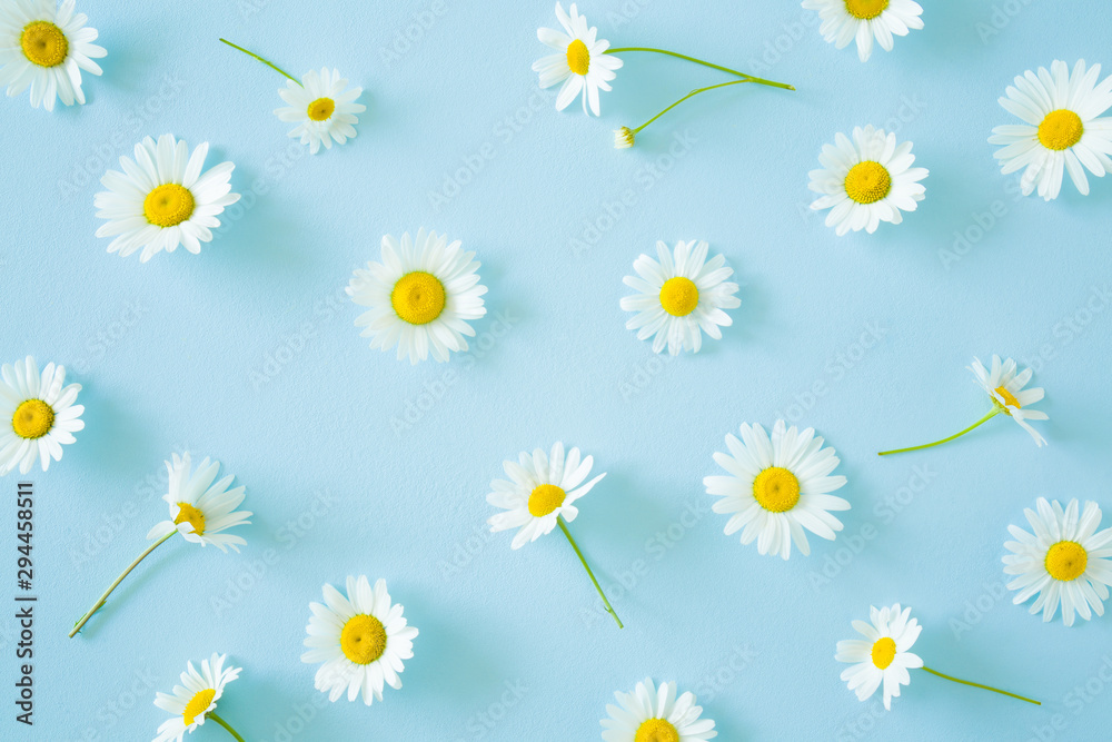 Naklejka Fresh, white daisies on light pastel blue background. Beautiful flower pattern. Closeup.