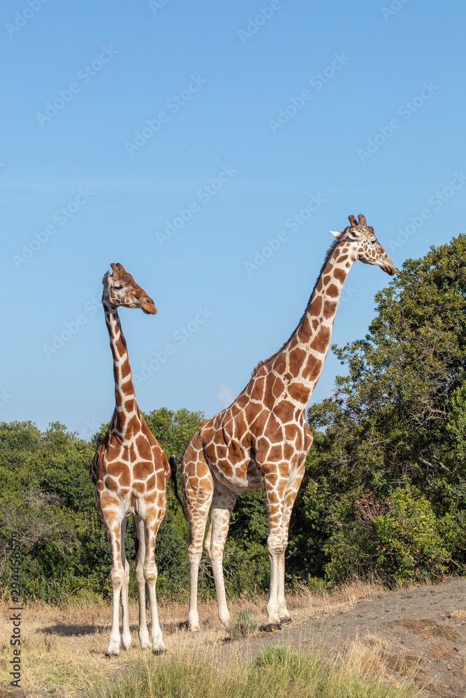 Obraz premium Male and Female Rothschild's Giraffe, Ol Pejeta Conservancy, Kenya, Africa