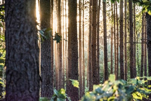 Fototapeta Naklejka Na Ścianę i Meble -  światło w lesie