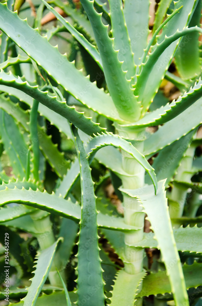 Cacti cactus