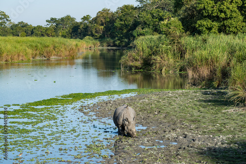 An Indian Rhino at Kaziranga National Park