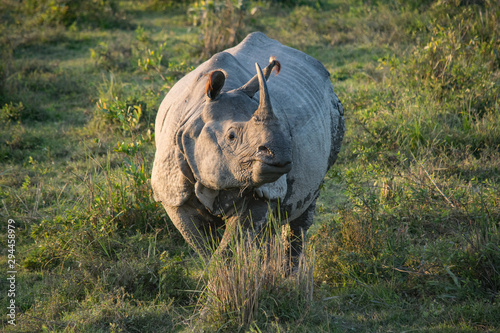 An Indian Rhino at Kaziranga National Park
