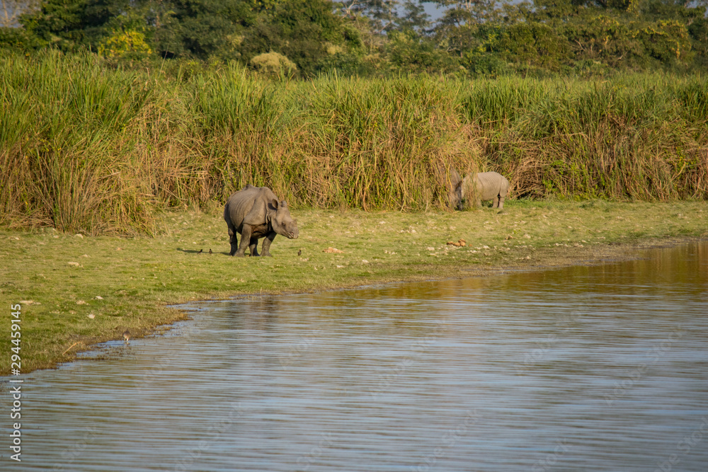 Obraz premium Indian Rhinos at Kaziranga National Park