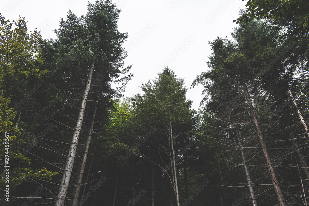Obraz premium pale trees in the forest