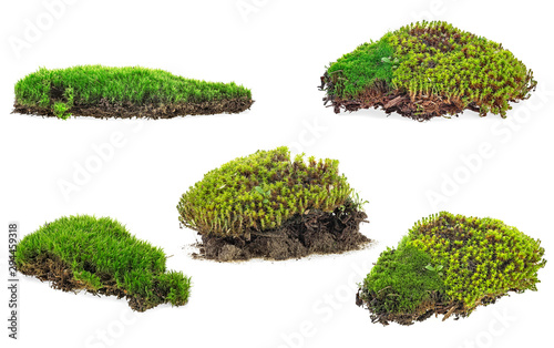 Green moss isolated on a white background - collection.