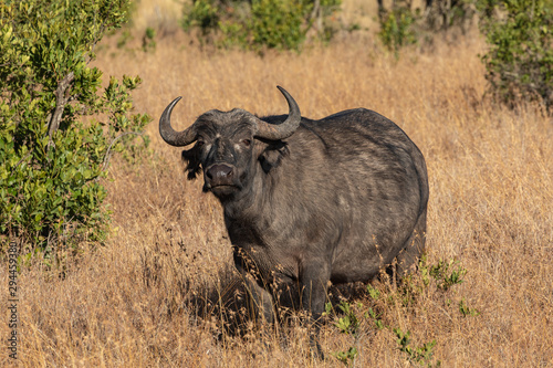 Fototapeta Naklejka Na Ścianę i Meble -  Cape Buffalo in the Golden Grasses of the Savanna, Kenya, Africa