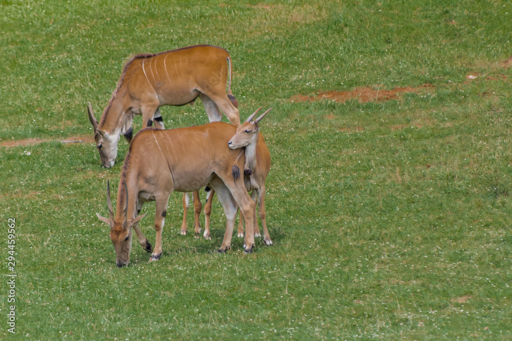 an eland walking and grazing in a green meadow an eland walking and grazing in a green meadow