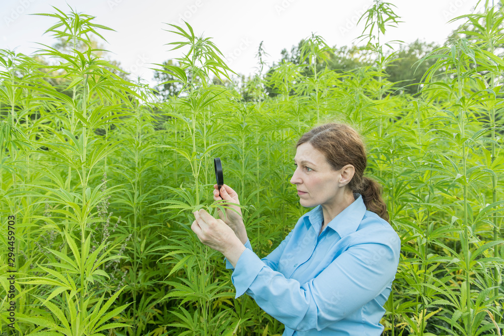 Woman with magnifying glass examining hemp plant in a hemp plantation Woman with magnifying glass examining hemp plant in a hemp plantation