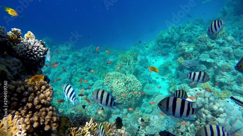 Life in the ocean. Tropical fish and coral reefs. Beautiful corals.  