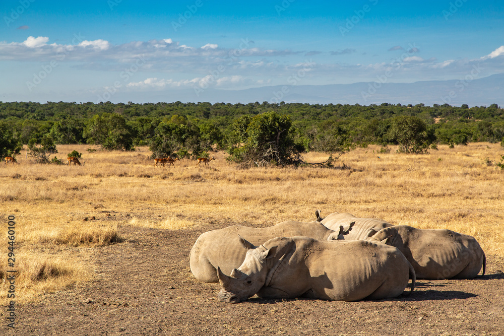 A Family of Rhinos Resring on the Savanna, Kenya, Africa A Family of Rhinos Resring on the Savanna, Kenya, Africa