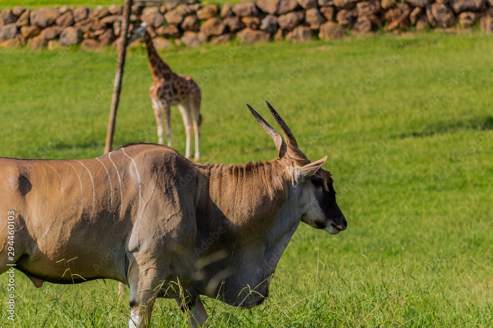 an eland walking and grazing in a green meadow an eland walking and grazing in a green meadow