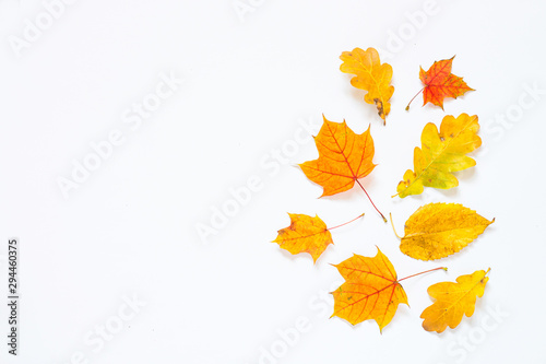 Autumn flat lay background with fallen leaves on white.
