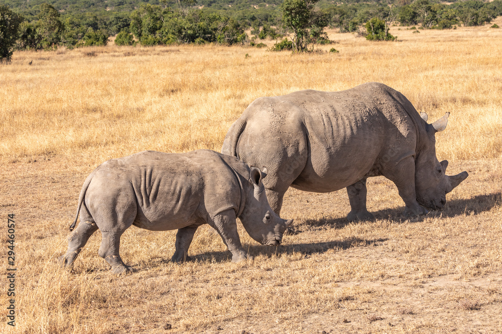 Fototapeta premium Rhino Cow and Calf Walking and Grazing Across the Savanna Golden Grasses , Ol Pejeta Conservancy, Kenya, Africa