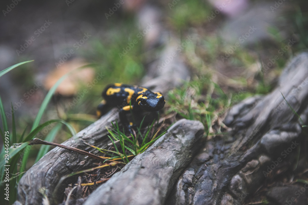 Obraz premium Fire Salamander 