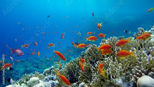 Wallpaper Mural Diving. Tropical fish and coral reef. Underwater life in the ocean.   Torontodigital.ca