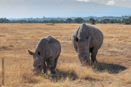 Mother Rhino and Calf, Grazing in a Field of Golden Grass, Ol Pejeta Conservancy, Kenya, Africa © Jill Clardy