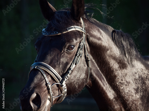 portrait of Beautiful black stallion at forest background. close up