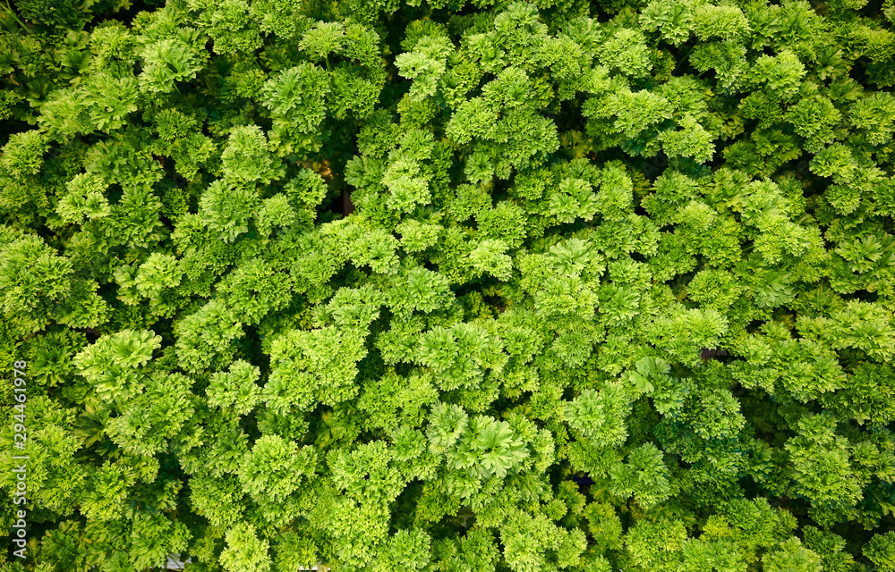 parsley from above