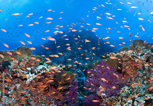 Colorful coral reef with many fishes and corals.Super wide banner