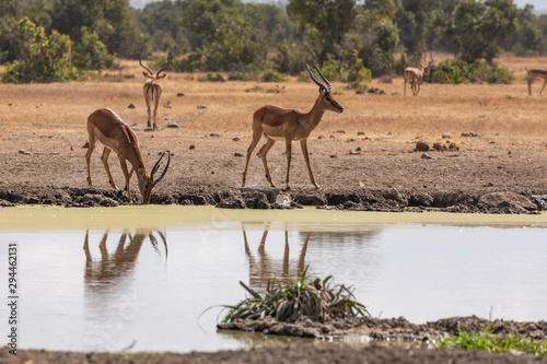 Gazelles Reflected in the Watering Hole at Sweetwaters Tented Camp  Kenya  Africa
