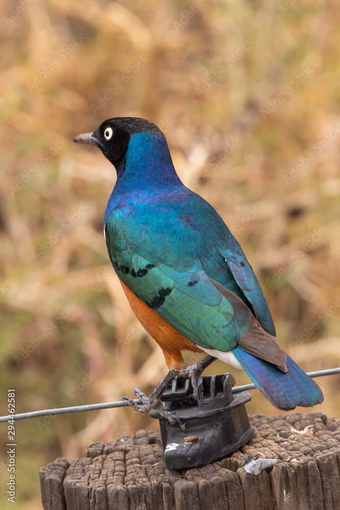 Superb Starling on a Fence Post in Kenya, Africa Superb Starling on a Fence Post in Kenya, Africa