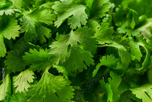 Fresh  green cilantro close-up, food background. photo