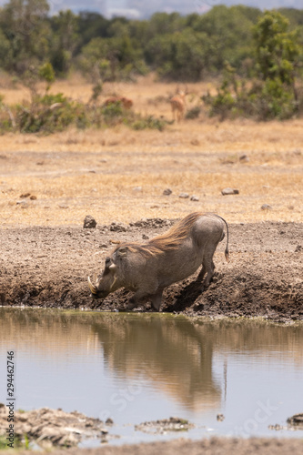 Warthog Reflected in a Watering Hole  Kenya  Africa