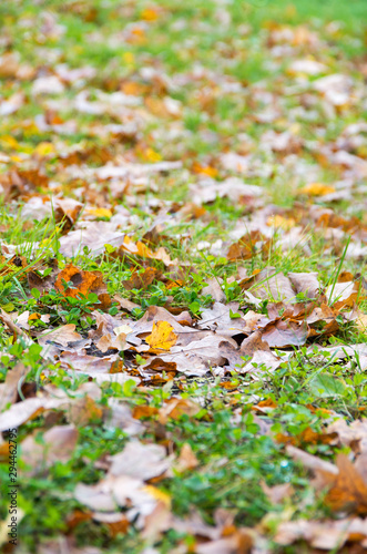 Different colour autumn leafs on green grass selective focus
