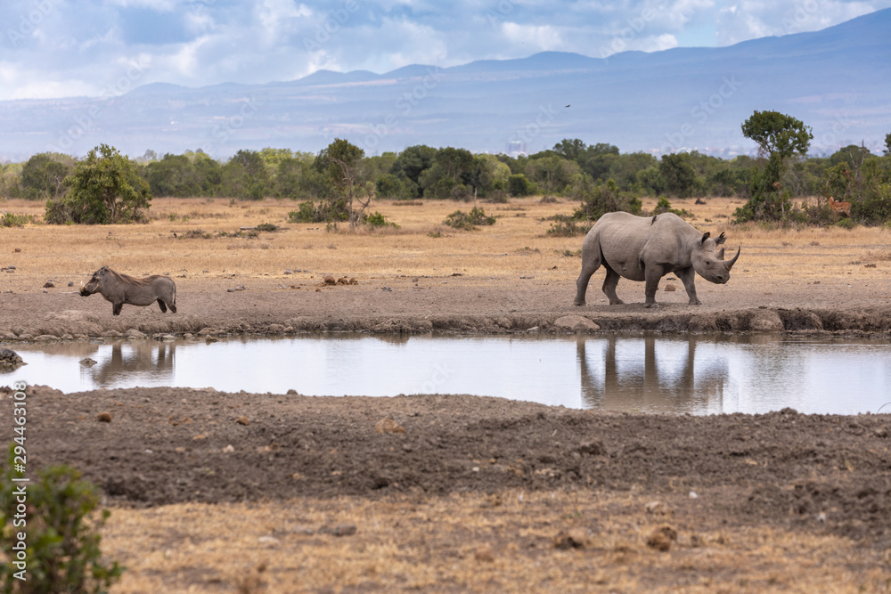 A Warthog and a Rhino Meet at the Watering Hole, Sweetwaters Tented Camp, Kenya, Africa A Warthog and a Rhino Meet at the Watering Hole, Sweetwaters Tented Camp, Kenya, Africa