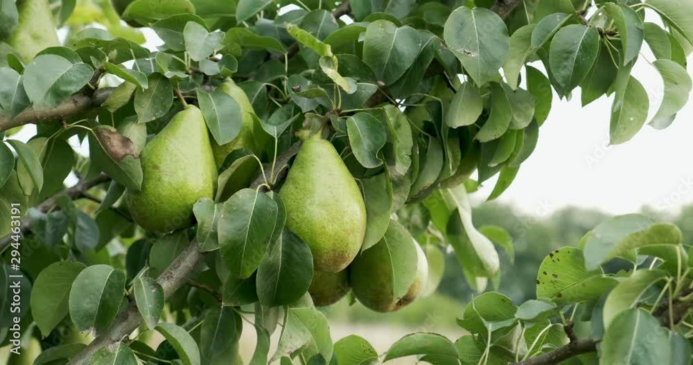 Pears hanging on the tree branches. Good harvest in the garden Pears hanging on the tree branches. Good harvest in the garden