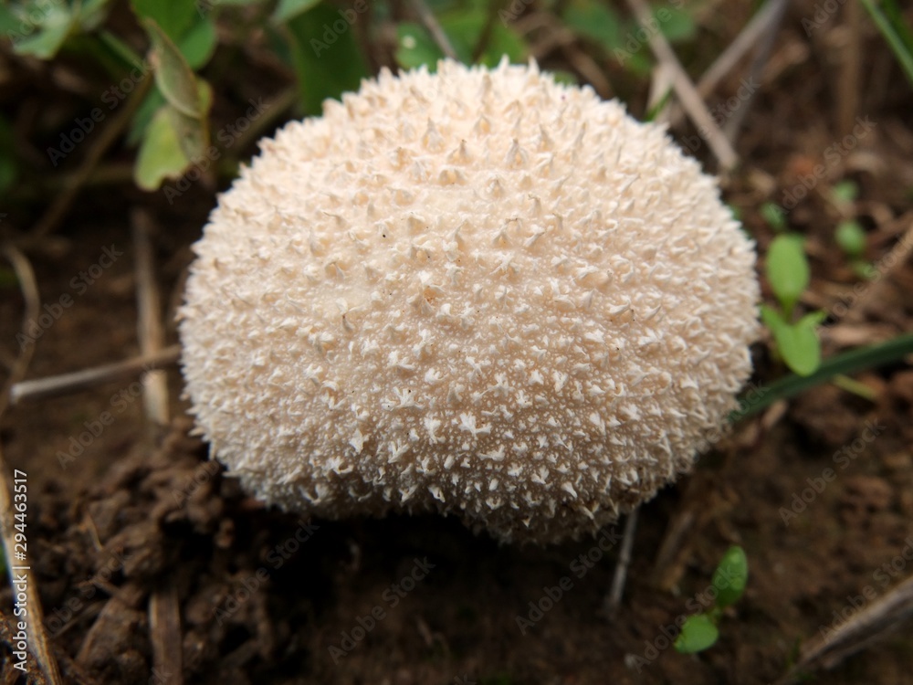 Vesse de loup en gros plan.